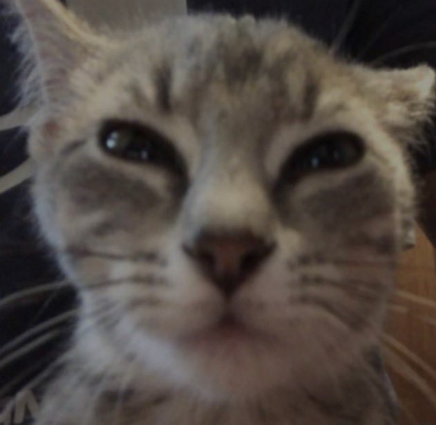 sillyguy83 tweet media