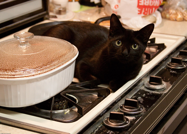 'I'm here to ask you not to put raisins in the green bean casserole this year.' 😻😹😸🤢 #NationalGreenBeanCasseroleDay #Cats @ThePhilosopurr @GeneralCattis @HarryCatPurrs @CatFanatic9 @LuminousNumino1 @TERRYW_UK @PeterRABBIT67 @briano29 @eliznoelle @EringoB02429272 @lymeist