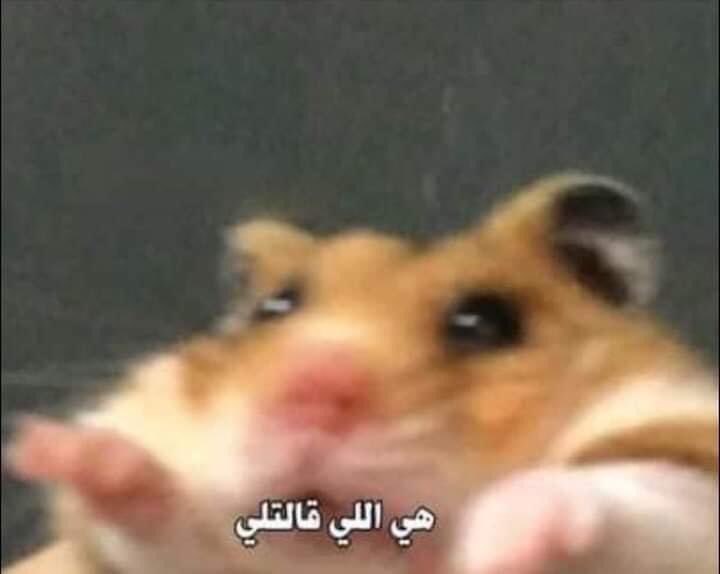 لما تروح تتقدملها وأبوها يقولك انت ولا عندك شقه ولا شغال ولا ليك مستقبل امال جي تعمل اي :