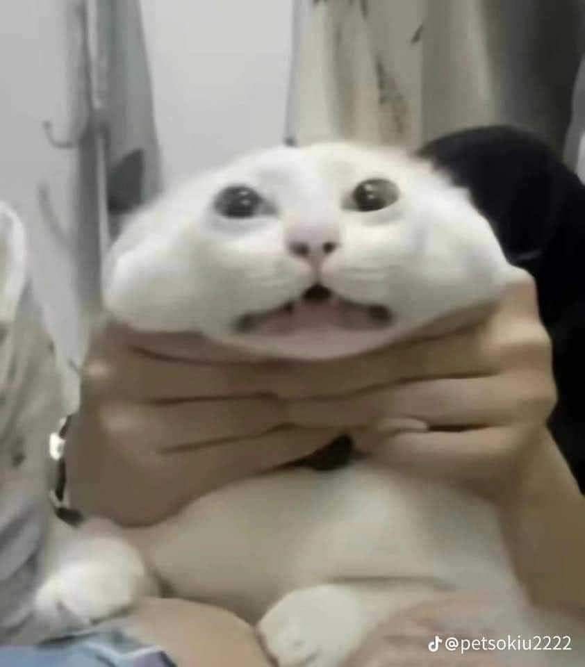 El_Amante_Del_Queso tweet media