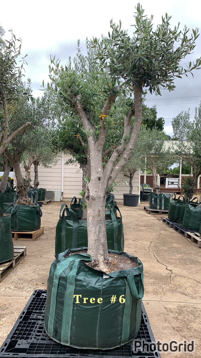 OrnamentalOlive's tweet photo. #OrnamentalOliveTreeGarden
Chandlers Hill, South Australia
☎️ Mark on 0411494450 Advanced / Mature / Established Olive Trees
#advancedtrees #maturetrees #establishedtrees #olives #olivetree #olivetrees #olivegarden #gardendesign #Adelaide #kalamata https://t.co/ucw6izsZ9U