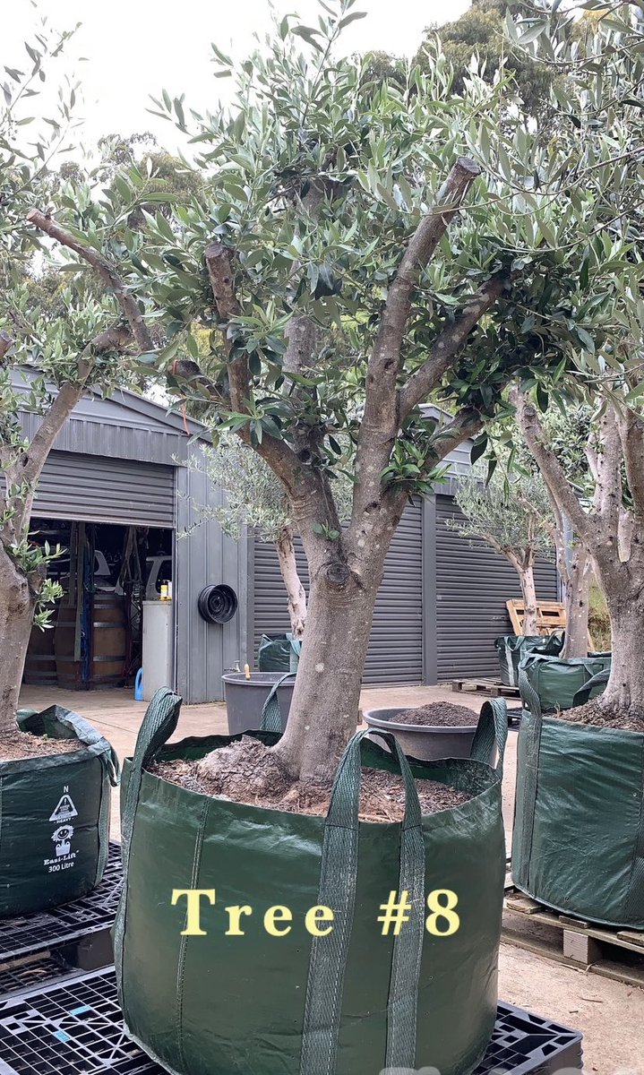 OrnamentalOlive's tweet photo. #OrnamentalOliveTreeGarden
Chandlers Hill, South Australia
☎️ Mark on 0411494450 Advanced / Mature / Established Olive Trees
#advancedtrees #maturetrees #establishedtrees #olives #olivetree #olivetrees #olivegarden #gardendesign #Adelaide #kalamata https://t.co/ucw6izsZ9U