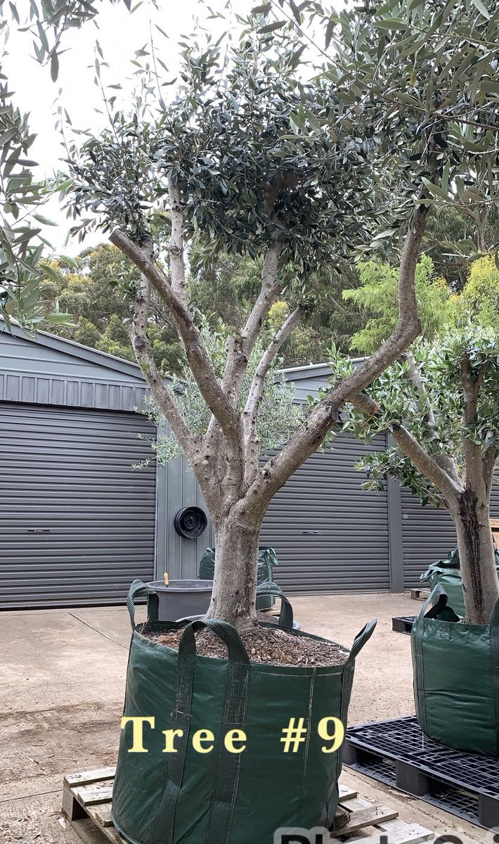 OrnamentalOlive's tweet photo. #OrnamentalOliveTreeGarden
Chandlers Hill, South Australia
☎️ Mark on 0411494450 Advanced / Mature / Established Olive Trees
#advancedtrees #maturetrees #establishedtrees #olives #olivetree #olivetrees #olivegarden #gardendesign #Adelaide #kalamata https://t.co/ucw6izsZ9U