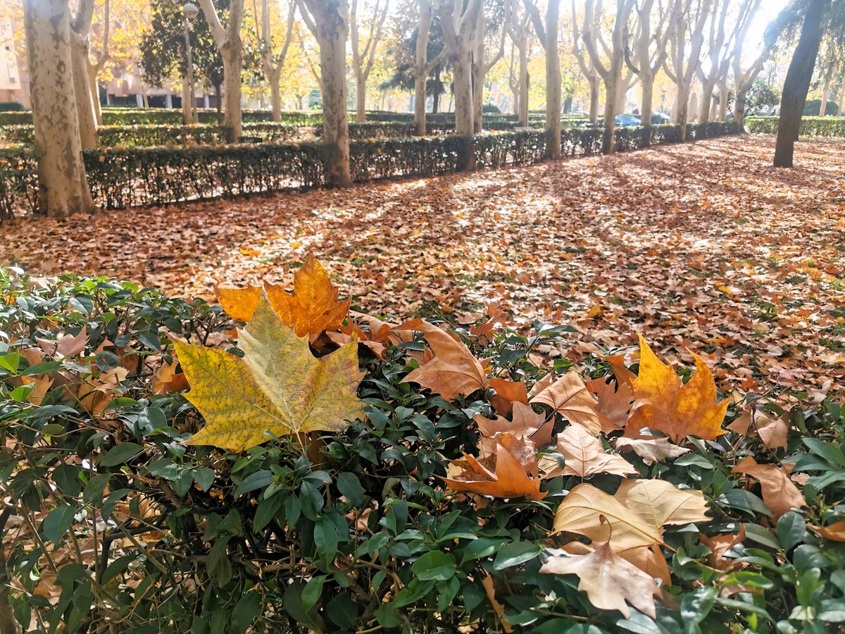 KatySnchez's tweet photo. Buenos días. Ahora si que que los árboles se van desprendiendo de las pocas hojas que se resistían. #Otoño #hojas #ocres #parque #hacerfotos https://t.co/LmrvyFrpmx
