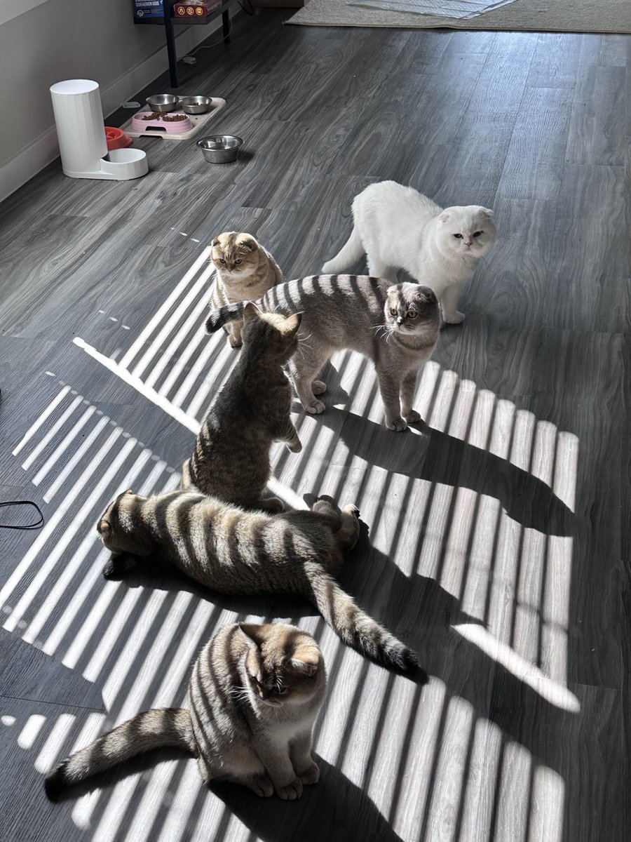 Meow meow thì có nhiều rồi đấy.
Nhưng chả thấy 🦊 đâu cả.
Ae đi qua bắt rồi cmt lại.Mình trả đầy đủ ạ