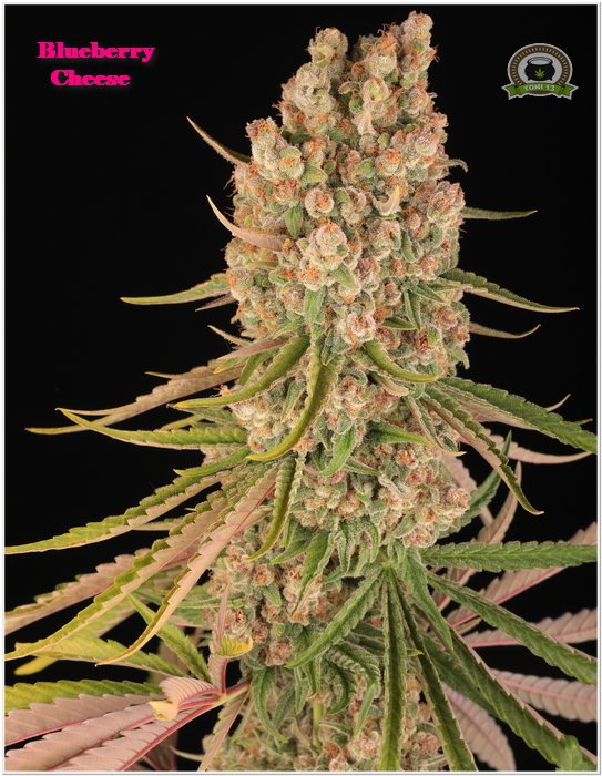 cultivotoni13's tweet photo. #blueberrycheese de Barney's Farm
Comenzamos semana, feliz semana.
#toni13 #barneysfarm https://t.co/U0mQqbvt4f