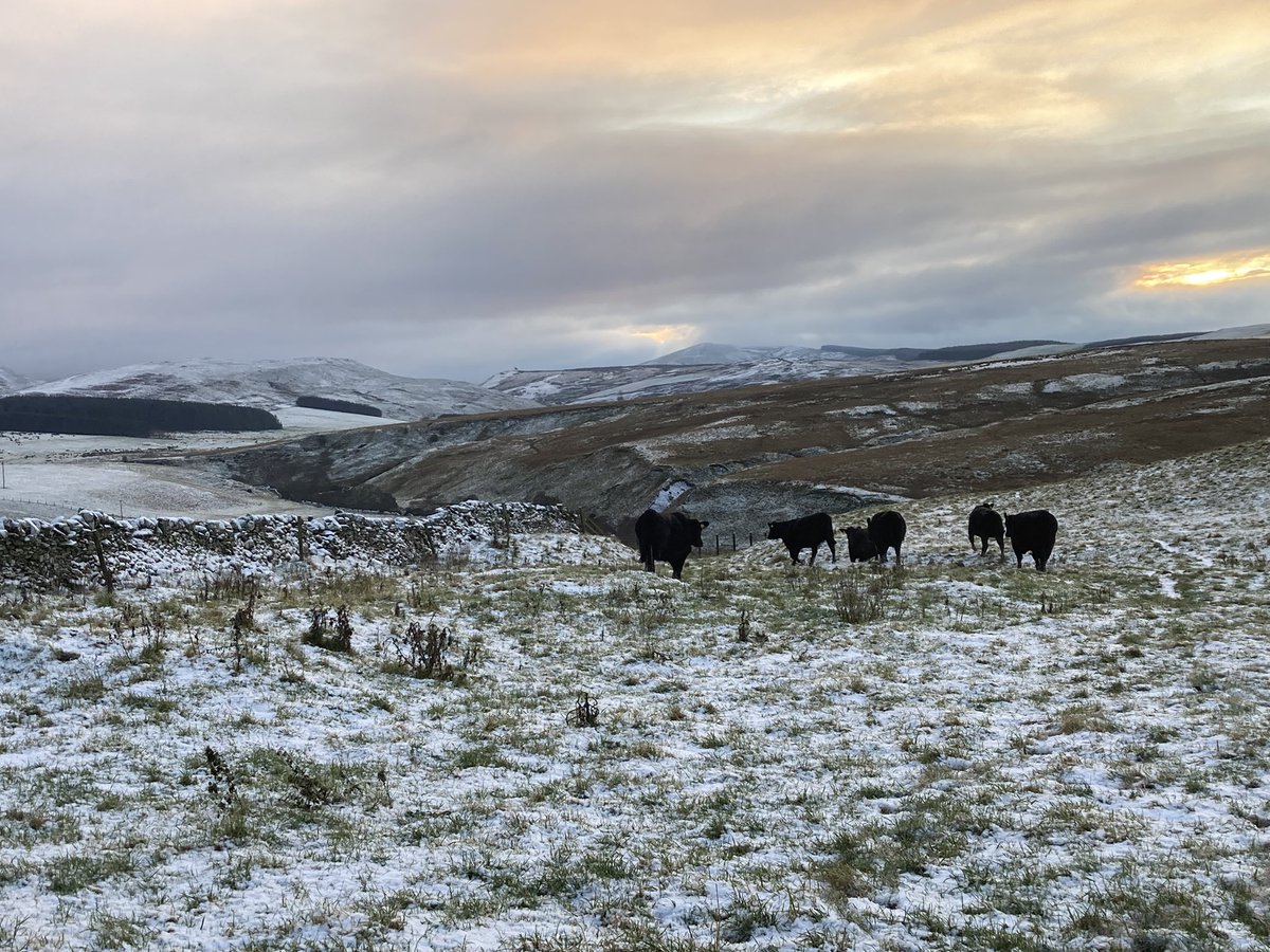 Busy couple of weeks at home, calves are weaned, cows are PD’d and annual blood testing is done. Weaning efficiency averaged 40% (including 2 year old cow and calf weights). Ready for winter now!
