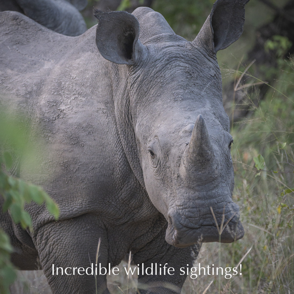 EcoTraining's tweet image. The ULTIMATE Bush learning experience! 🦁🍃🦉

Enrol now in EcoTraining’s Field Guide ONE course.

📅 Course date: 3 January - 26 February 2024

E-mail enquiries@ecotraining.co.za to book NOW or visit:👉ecotraining.co.za/courses-experi…👈

#EcoTraining #fgasa #fieldguide