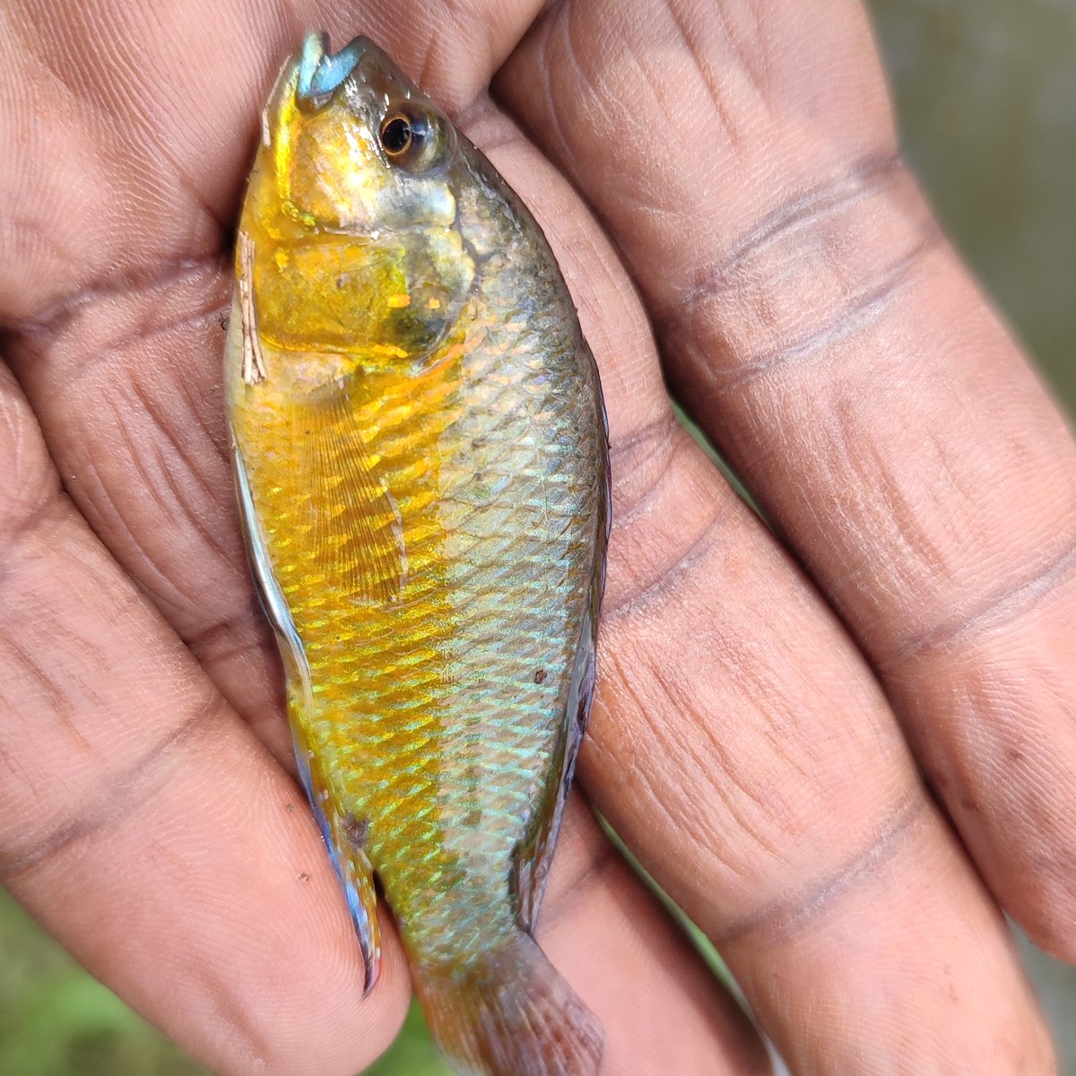BerinaOgeg10869's tweet photo. Victorian mouthbrooder/Cichlid.

#fish #cichlid #Lakevictoria #fishing #fisherman #fishinginKenya #fishingday #fishinglife #fishingphotography #Lakefishing #photography #bluelip https://t.co/P2sTOQ1RiD