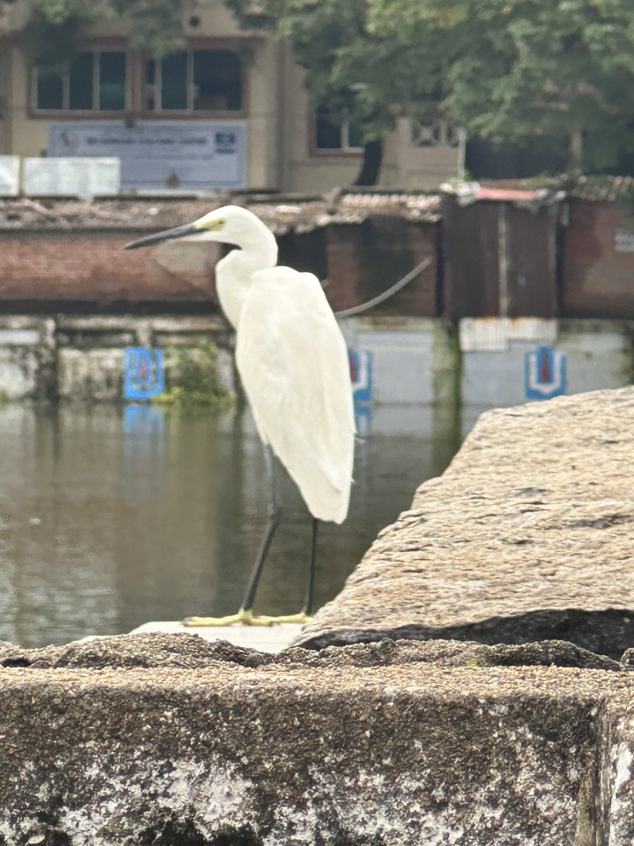 Mylapore tweet media