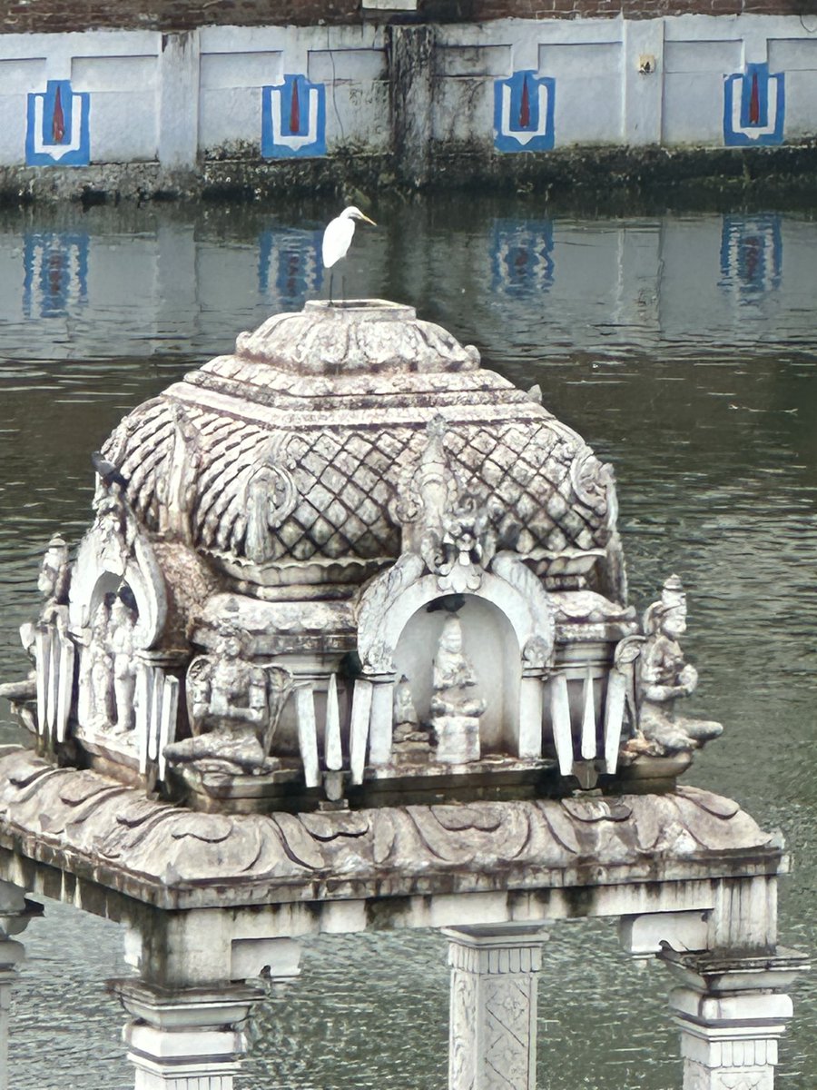 Mylapore tweet media