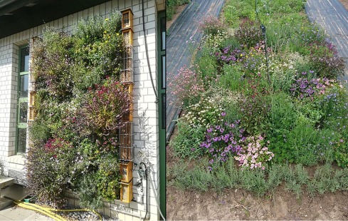 naturealexk's tweet photo. New paper: vertical greening for pollinators. I will try to set this up next year. Thanks @ManuelTreder_  https://t.co/I8EGuWSa5m https://t.co/s0Uh3sXh7D