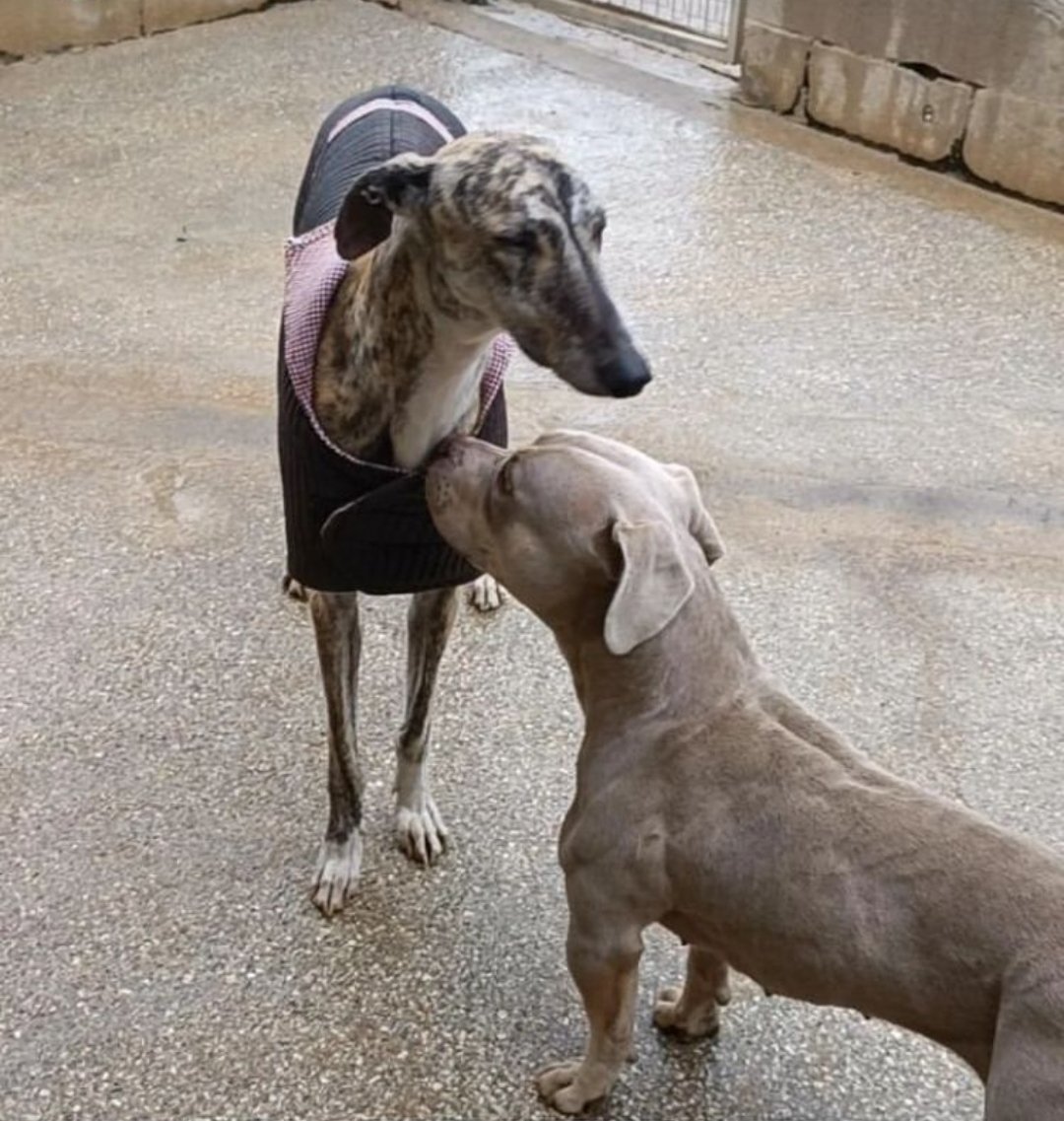 El Buen Amigo tweet media