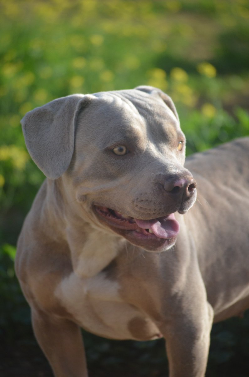 El Buen Amigo tweet media