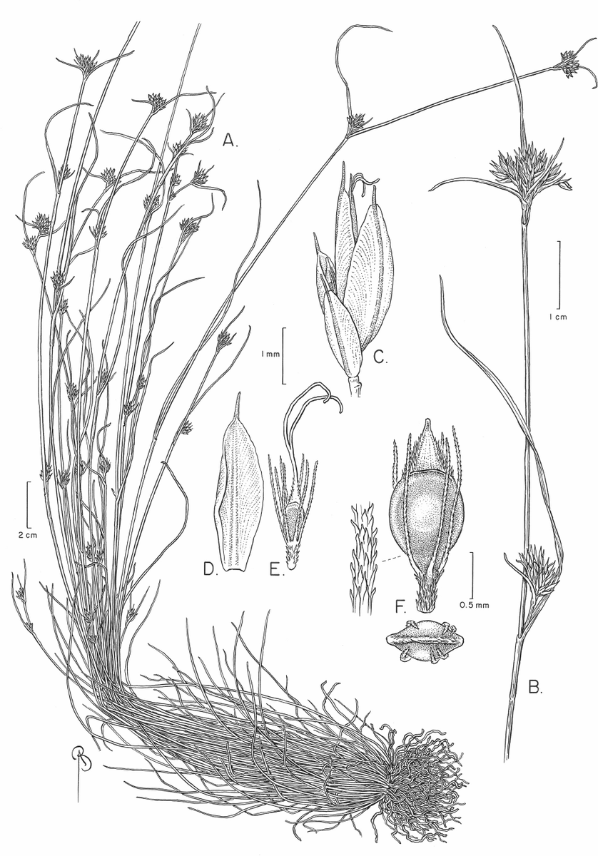 PhytoKeys's tweet image. ⚠️🇺🇸 An imperiled #newspecies of beaksedge has been discovered in eastern U.S.A.

#sedges #taxonomy