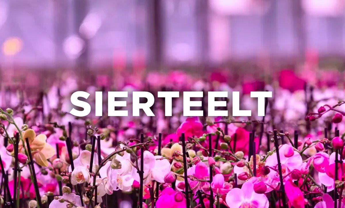 A custom made spectrum, dimmable and high efficient LED fixtures for floriculture. Read more about the advantages of water-cooled LEDs for your flowers and plants: oreon-led.com/nl/gewassen/si…

#Oreon #LEDLIGHTGROW #floriculture #horticulture #greenhouses