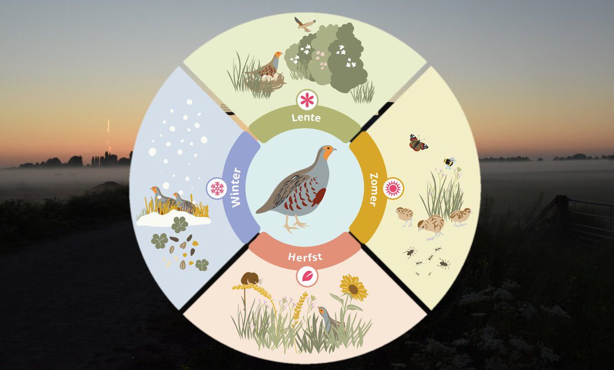 Woensdag geef ik een laatste lezing over ons @PARTRIDGE_NSR project. In een nieuwe opzet, zonder cijfers of tekst, maar vol verhalen, beelden en de mooiste momenten uit 7 jaar. Samen met collega Fien gaan we de seizoenen af in een natuurrijk boerenland en bijzondere mensen.