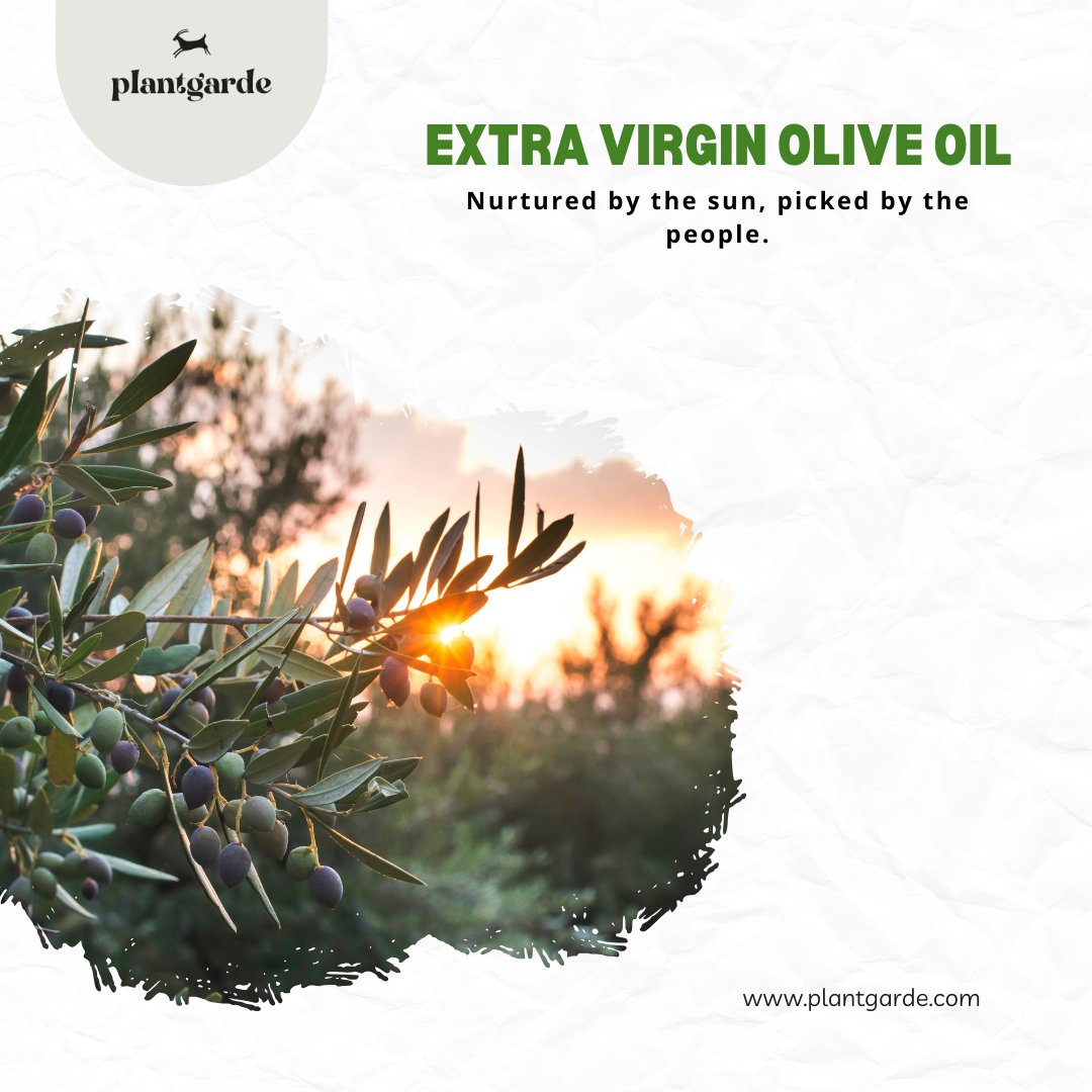 plantgarde's tweet photo. Nurtured by the sun, picked by the people.❤️
#healthylifestyle #oliveoil #olive #zeytinyağı #healthyfoodshare #healthyfood #food #soğuksıkım #sürdürülebilirlik #sürdürülebilirtarım #product #evoo #coldpressed #natureloliveoil #veganfood #vegan #食べ物 https://t.co/nRArHUgpyV