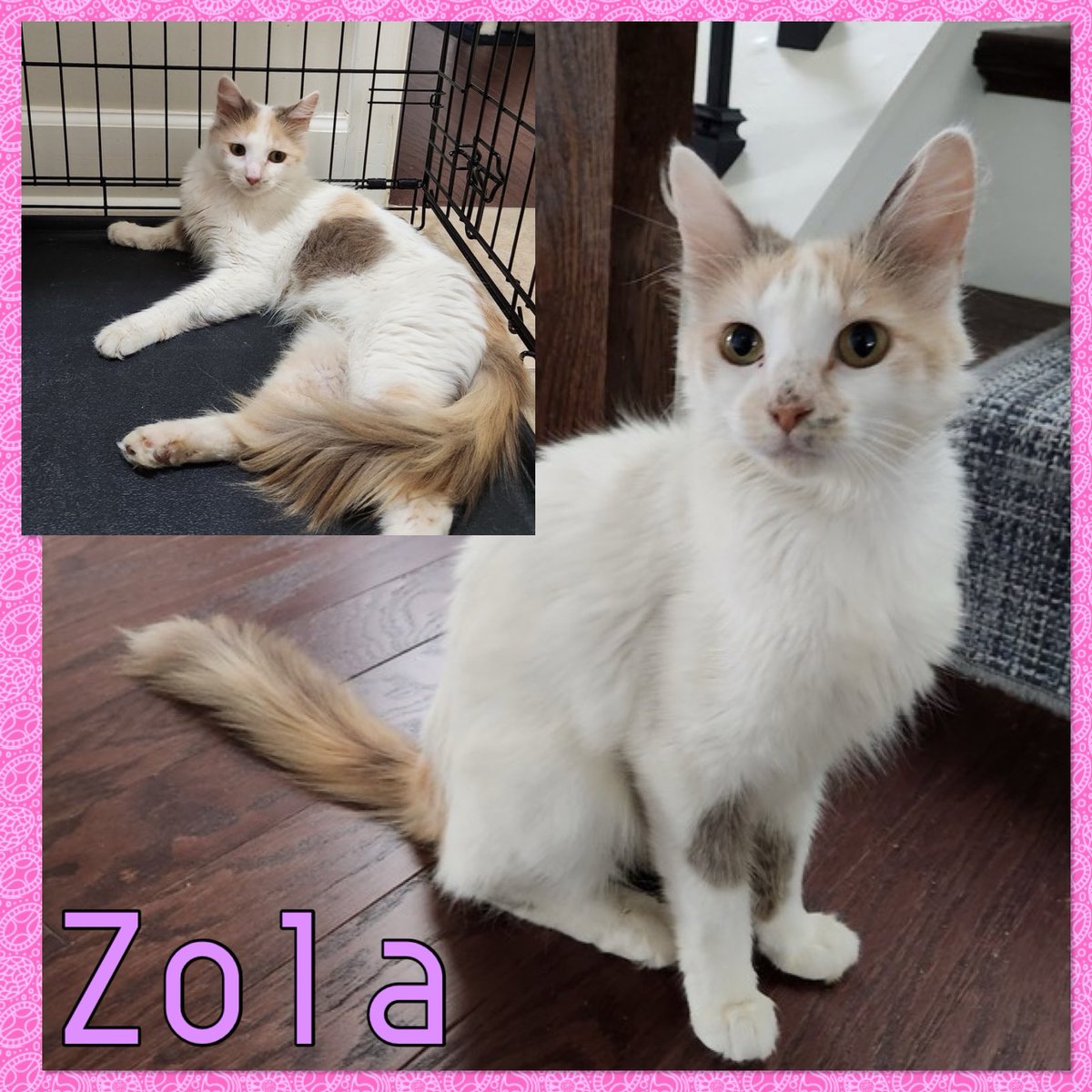 GAHomelessPets's tweet photo. Adoptable 

https://t.co/poMMqYquJ9 https://t.co/OrS2fFef6S