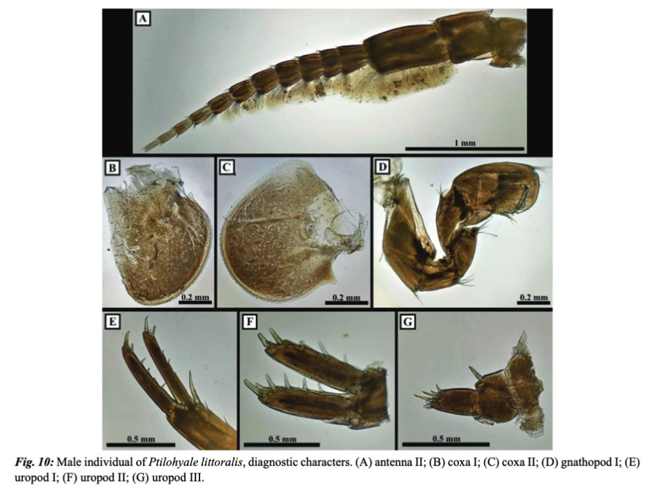 New records of introduced species in the Mediterranean Sea (November 2023) LANGENECK, J. et al.,VOL 24, No 3 (2023)  Collective Article A
DOI: doi.org/10.12681/mms.3…
#taxa #fivephyla #Rhodophyta #Chlorophyta #Mollusca #Annelida #Arthropoda #Chordata #Ascidiacea #Osteichthyes