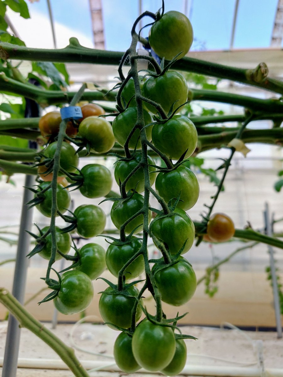 ライク・ズワーン・ブリーディング・ジャパン株式会社 on X