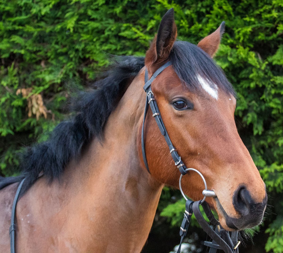 One runner today. Rockonmecca heads to @WolvesRaces with Faye McManoman in the saddle. Good luck to owner David Metcalfe.