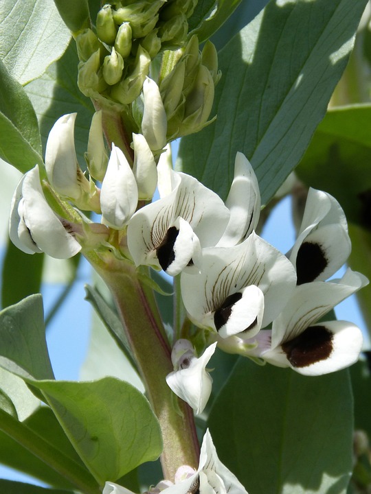 GrowfoodLovers's tweet photo. Aside from growing broad beans for their rich and edible seeds, you can also grow them as cover #crops for your #garden. Broad Beans add #nitrogen to the soil when it is growing...https://t.co/59CoyrSmlB
#broadbean #beans #gardening #gardeningtips #vegetables #growingvegetables https://t.co/4pF4pVsKoU