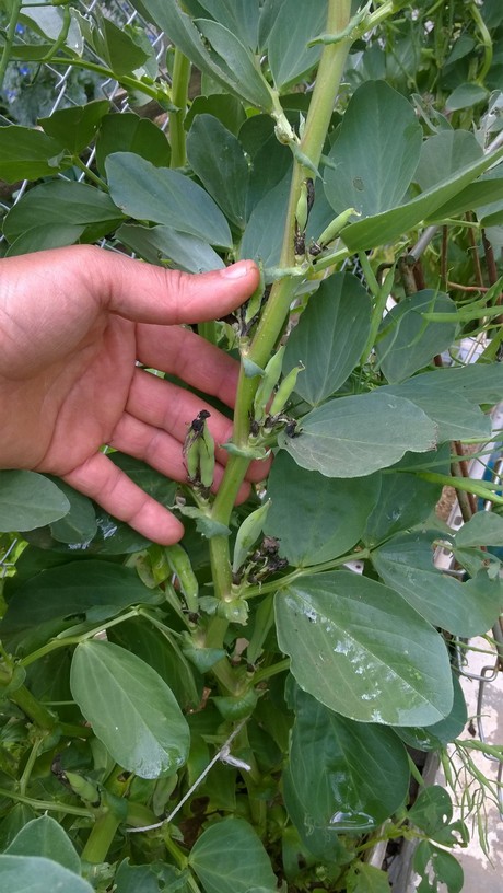 GrowfoodLovers's tweet photo. Aside from growing broad beans for their rich and edible seeds, you can also grow them as cover #crops for your #garden. Broad Beans add #nitrogen to the soil when it is growing...https://t.co/59CoyrSmlB
#broadbean #beans #gardening #gardeningtips #vegetables #growingvegetables https://t.co/4pF4pVsKoU
