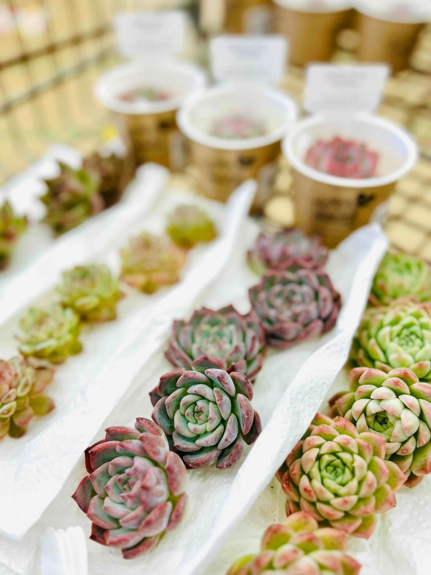 358☆プードルWhite モルタル雑貨 （お任せ植物付き）352 358