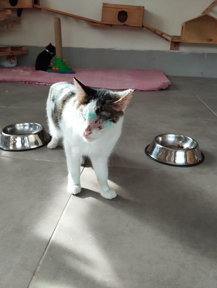 AysemOzleyis's tweet photo. 🐾Bu iki çocuğumuz yetişkin ve gözleri görmüyor. Engelli kedi bakımevinde sıcak yuvalarını bekliyorlar. Bulundukları ortam kalabalık ve strese giriyorlar. Onlardan birinin kahramanı siz olun; evinize bereket, şans ve mutluluk getirsinler. Gören kediden hiçbir farkları yok, tuvalet eğitimleri var…🐾
0532 2136521 
Beşiktaş istanbul

@Engelsizpati 
@bicaninhikayesi 
@Moveon1881 
@masum_gozler 
@evsiz_hayvanlar 
@hayvanism 
@patisahiplenank 
@SINIRSIZPatiler