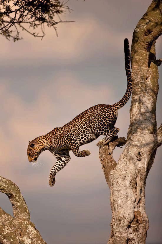 Wow! Fantastic!
#photos #photography #animals #panther