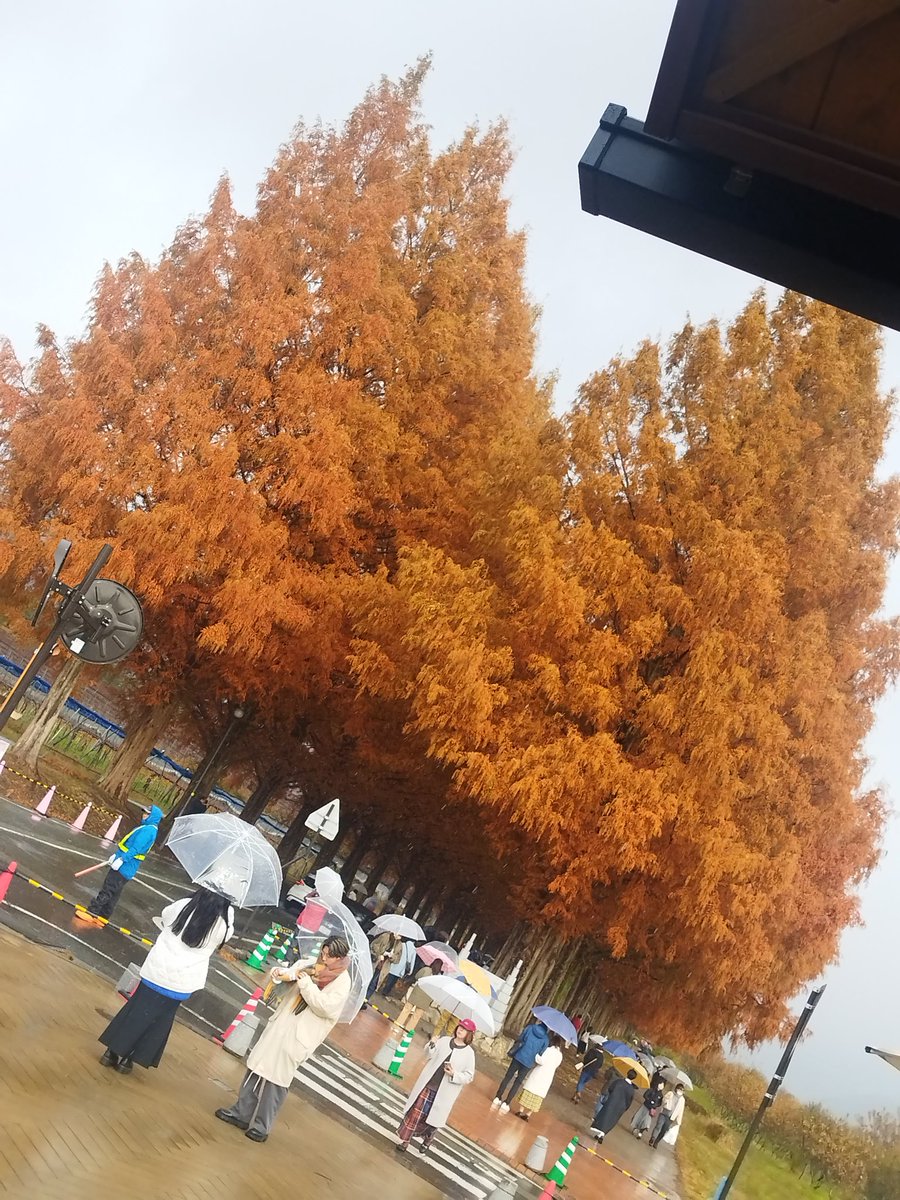 kou2806's tweet photo. マキノ　メタセコイア
ちょいもう元気ないかなぁ
他府県ナンバーの多さにビビる https://t.co/0NNcBqbzUP