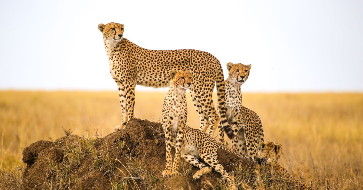 WRTIKenya's tweet photo. Happy #InternationalCheetahDay 

Let's celebrate the grace and speed of these incredible big cats while raising awareness about their conservation needs. 🌍🌍

Together, we can secure a future where cheetahs continue to roam free in the wild.

[Pic: Courtesy] https://t.co/ct5U170P78