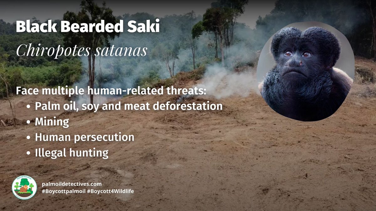 PalmOilDetect's tweet photo. Black Bearded #Sakis are #endangered large monkeys endemic to #Brazil #SouthAmerica they are #endangered by #timber #palmoil #hydroelectric dam #deforestation. Help save them and join the #Boycott4Wildlife! https://t.co/fKtE5yT0ae via @palmoildetect https://t.co/RmzslnKtgG