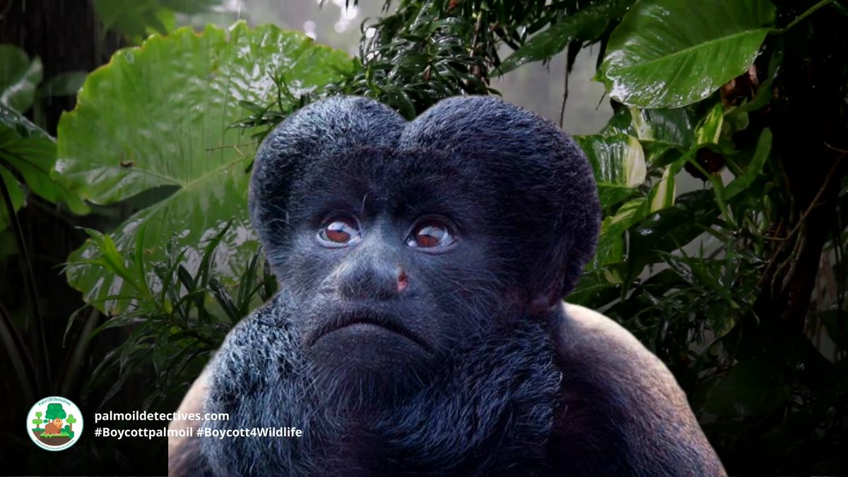 PalmOilDetect's tweet photo. Black Bearded #Sakis are #endangered large monkeys endemic to #Brazil #SouthAmerica they are #endangered by #timber #palmoil #hydroelectric dam #deforestation. Help save them and join the #Boycott4Wildlife! https://t.co/fKtE5yT0ae via @palmoildetect https://t.co/RmzslnKtgG