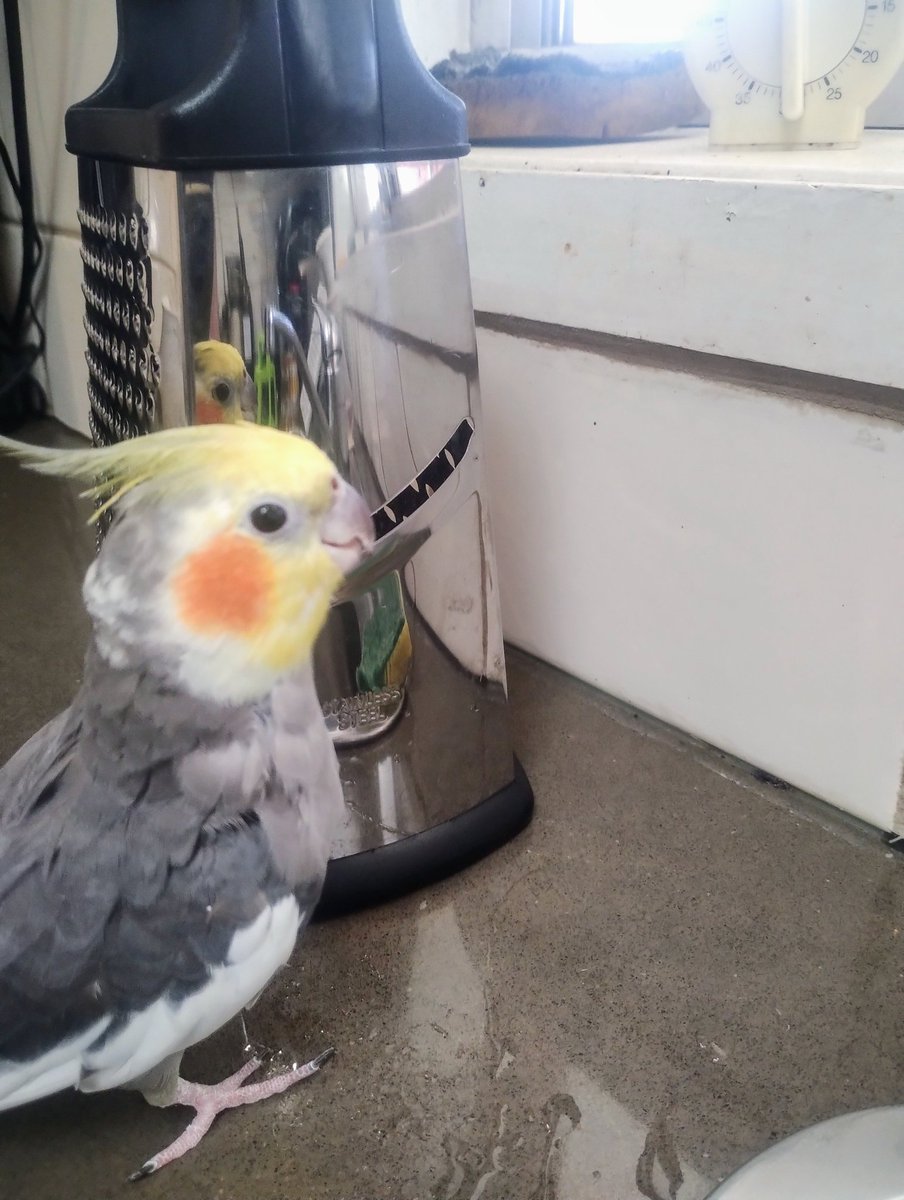 StinkyCockatiel's tweet photo. I think this is a grate photo... https://t.co/t77G3BxqwW