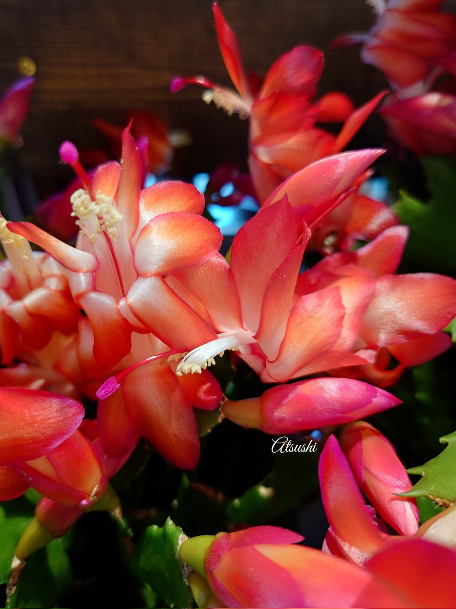 Christmas cactus flowers🌺 Named because it blooms during the Christmas season 🌺🎄🌺