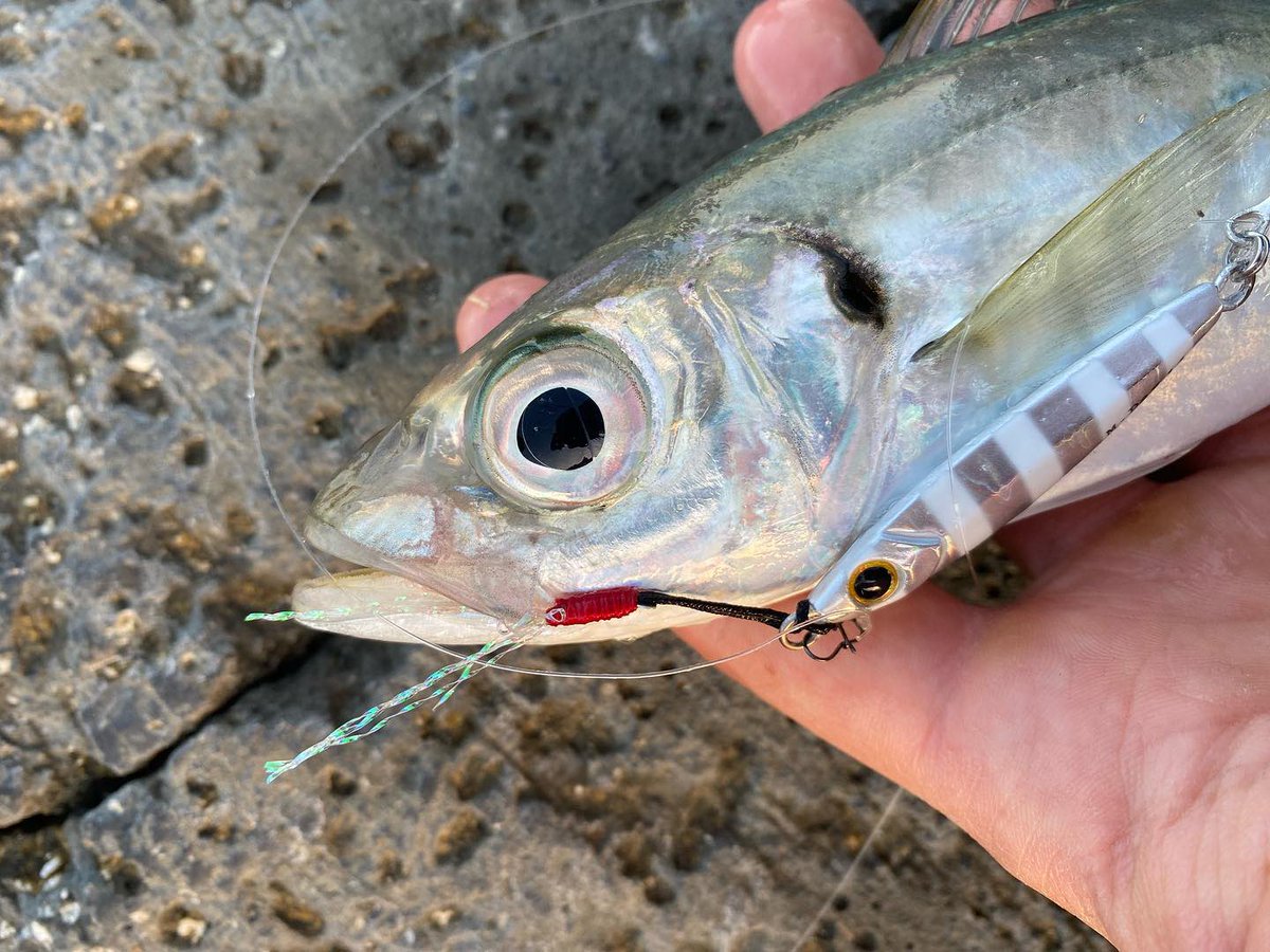 palms_global's tweet photo. Horse Mackerel with Miniature Dax in Italy 🇮🇹
Lure: Miniature Dax 14g Zebra glow color(MG-530)
#palmsfishing #aji #ajing #lightgame #lightgamefishing #microjig #microjigging #fishingitaly #italyfishing #bluespringsitaly @bluespringsitaly @palms_japan https://t.co/wAnmyfWOgL