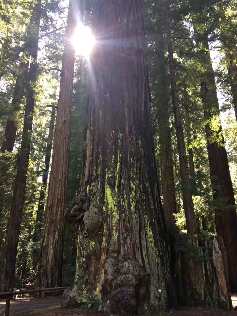 Maria49334347's tweet photo. california redwood

#northcalwoodproducts

#lumber

#slabs

#decking https://t.co/4CIl4SRbAU