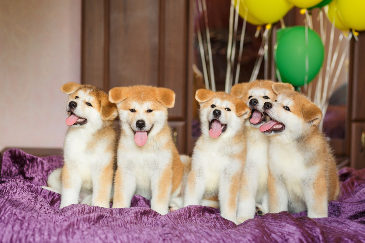 wannyanwalker's tweet photo. ＼🐕#ワンコ 編／
#わんにゃんウォーカークイズ部
3名にAmazonギフト券1000円を #プレゼント🎶

〖お題〗
先週、都内で #ハチ公 生誕100年を記念して「秋田犬保存会 本部展」が開催されました🐶
出陳に参加した #秋田犬 の数は❓

①81
②100
③211

⌛12/8(金)23:59
✉当選はDMで連絡
⚠️この投稿に【引用】で回答
