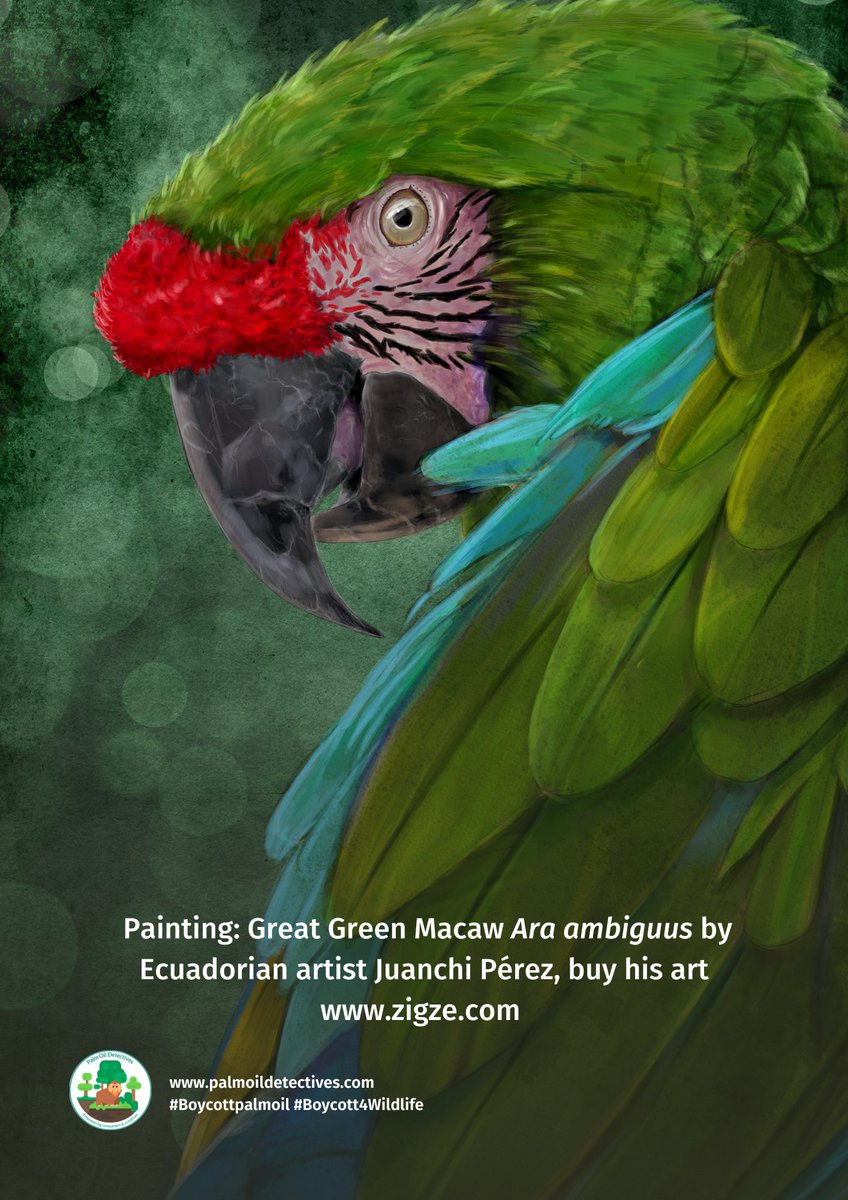 Great Green Macaws are colourful, intelligent birds, one of the largest Macaws in #Colombia. Critically endangered due to #palmoil #deforestation and the #pettrade. Support this animal’s survival. Join the #Boycott4Wildlife palmoildetectives.com/?p=4343 via @palmoildetect Art @ZIGZE