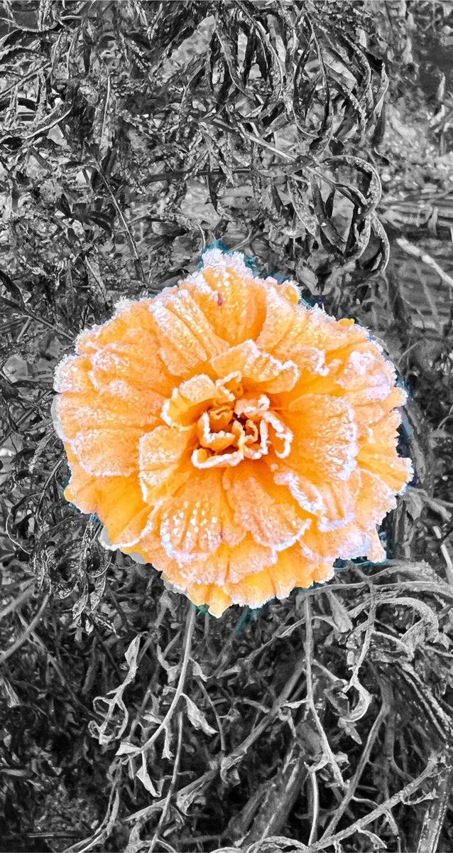 risataku's tweet photo. 今日のパートカラーフォト🩷
あいみょんの歌で夏のイメージだが霜が降りても咲いてた🌼

#マリーゴールド
#TLを花でいっぱいにしょう 
#パートカラー写真
#PartialColor 
#キリトリセカイ
#写真好きな人と繋がりたい https://t.co/kg4ystEy0J