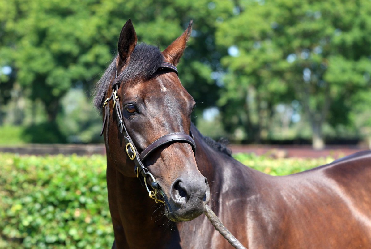 NatStudStallion's tweet photo. 💥𝗧𝗜𝗠𝗘 𝗧𝗘𝗦𝗧 WINNER💥

𝗛𝗮𝗿𝗯 (𝘦𝘹 𝘗𝘰𝘺𝘭𝘦 𝘑𝘦𝘴𝘴𝘪𝘤𝘢) gets the better of his rivals in🇶🇦 to make it 3⃣ wins from his last 5⃣ starts‼️ 

Congratulations to trainer Rashid Al Jehani and all winning connections 👏

#TimeTest #Consistentwinners https://t.co/sIiQzaGadA