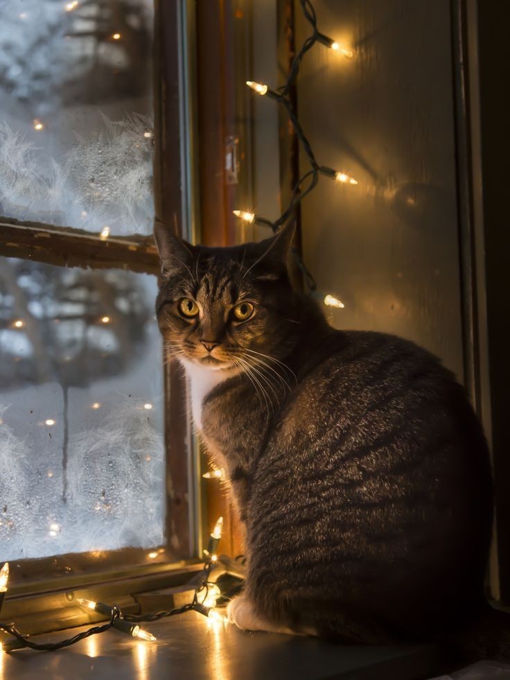Metanoia100's tweet photo. Have a lovely week ♥️🌈

#cats #CatsofTwittter #CatsLover https://t.co/OA7bN0GhfT