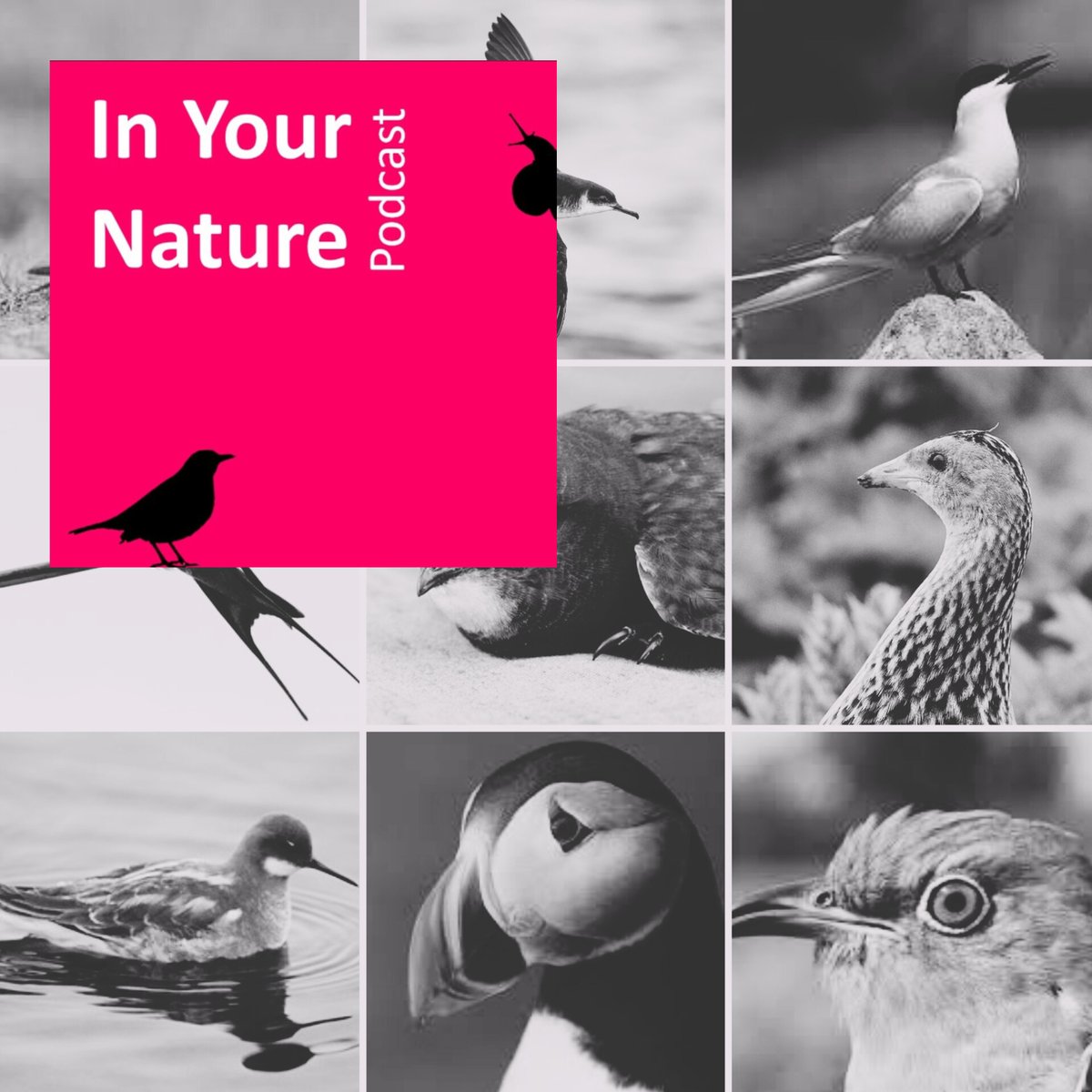 Do you need some 🔥heat🔥 during this cold snap?🥶❄️ Take a (imaginary) trip to some of the balmiest destinations with In Your Nature #podcast following some of our favourite summer migrants & discover the reasons behind these epic journeys! 🎧 at: inyournature.buzzsprout.com/1701709/140564…