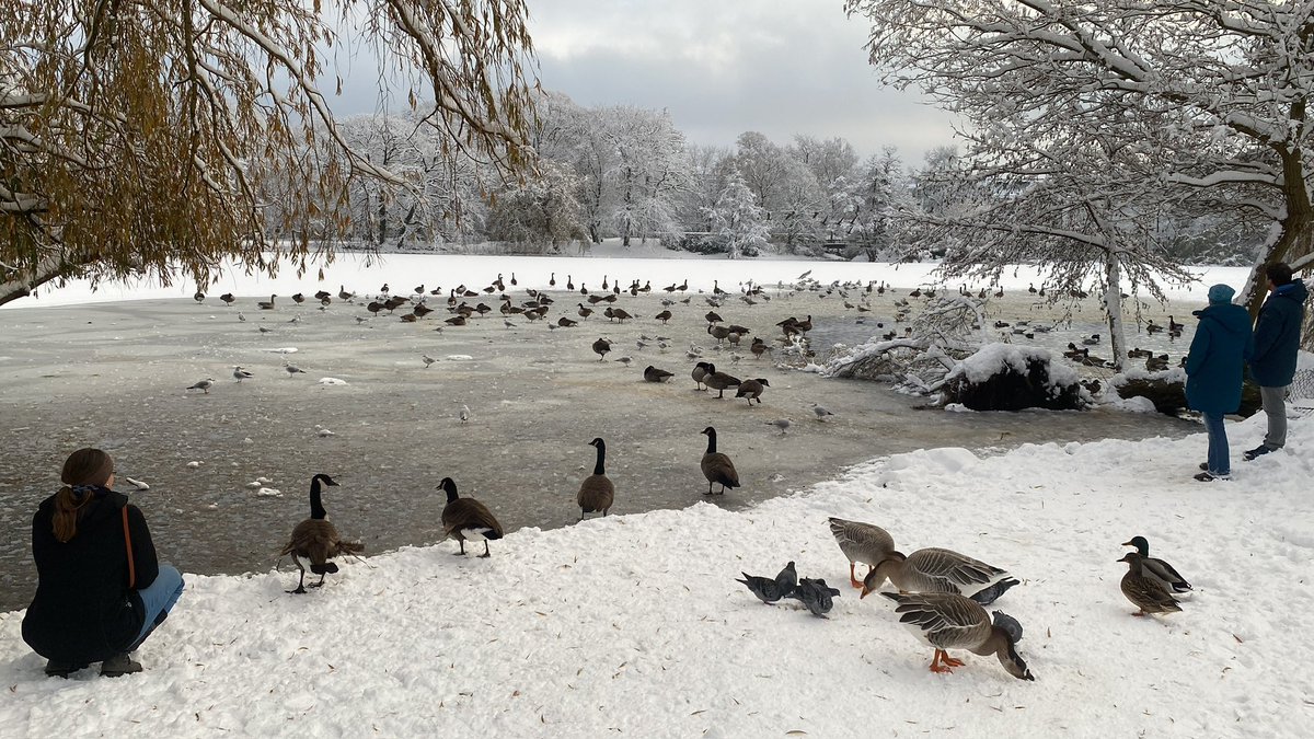 Having a free day between Falstaff Stage and orchestra in Kiel…clearly the ducks and geese are off too!