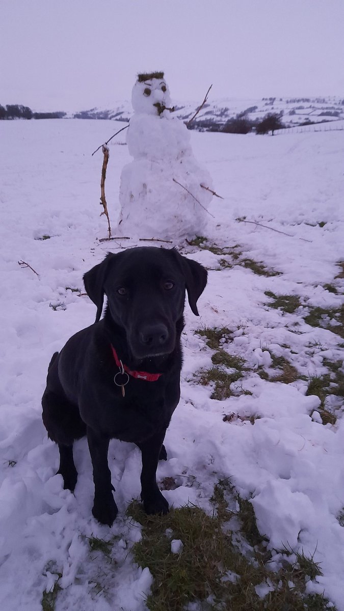 JonathanHumble's tweet photo. Arthur spooked by a super snowman earlier this morning. #Cumbria #OutWithArthur https://t.co/BhW0w2XdNH