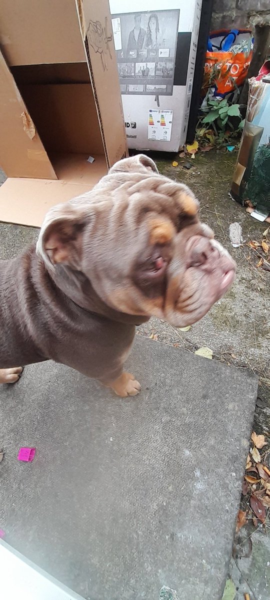 Playing in the box 📦 #Bulldog #anipals #DogsOfTwitter #DogsOfX