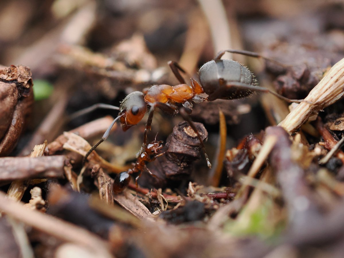 Did you catch @BBCRadioScot Out of Doors on Saturday? Rachel talked to our @HuttonES Jenni Stockan about the discovery of the rare Shining guest #ant on #Deeside for the first time in more than 70 years, plus all things #entomology. From 2 min 44 sec > 📻bit.ly/4148mLb