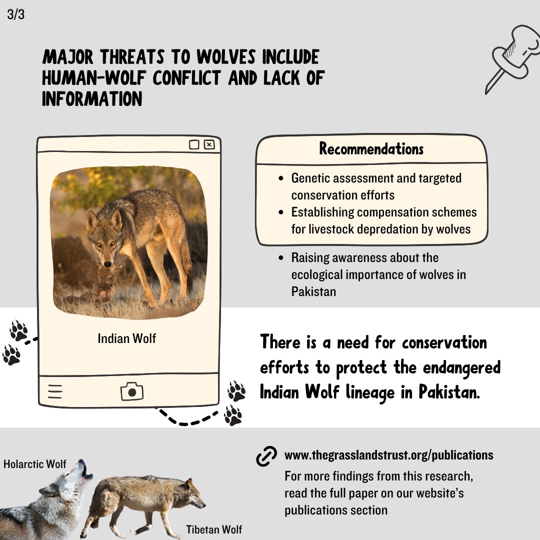 #worldconservationday 
Such critical pioneering research work on Indian Wolves is essential for paving the way for the conservation of the species.

Read the full article - thegrasslandstrust.org/post/genomic-a… 

#wolf #research #findings #genomicresearch #earth #conservation #tgt